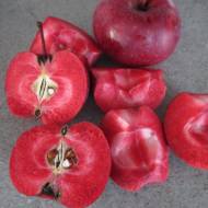 Саджанець Яблуня Ред Кеті в контейнері